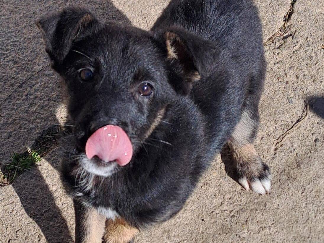 Adotta un cane, maschio, 2 anni, Crotone