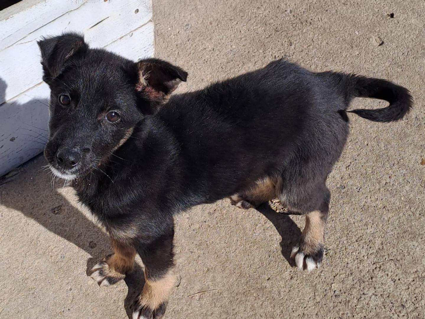 Vuoi adottare un cane a Crotone?