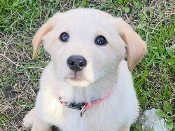 Adozione cane, femmina, meticcio, 2 anni, taglia media, Crotone