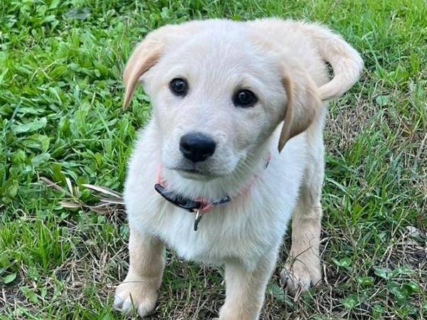 Adotta un cane, taglia media, femmina, Crotone