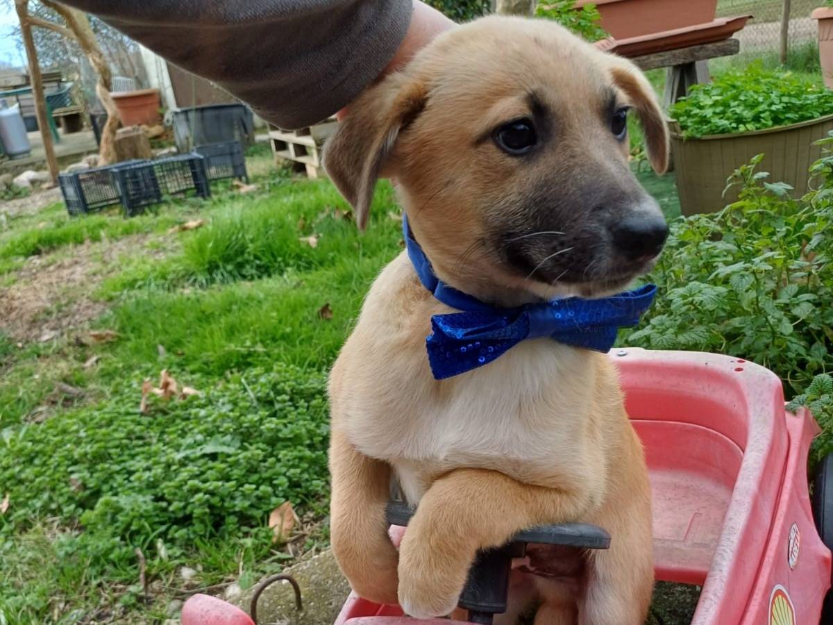 Adotta un cane, taglia media, maschio, Salerno