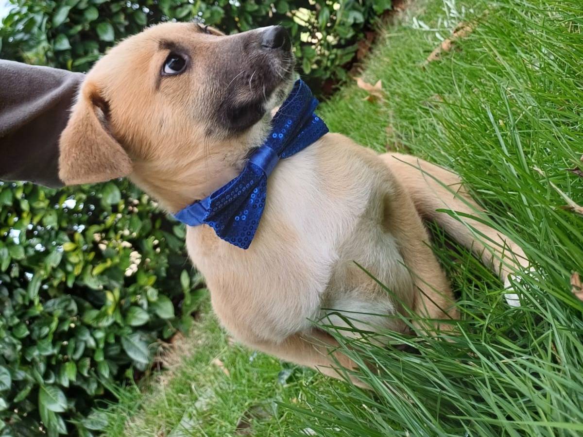 Vuoi adottare un cane a Salerno?