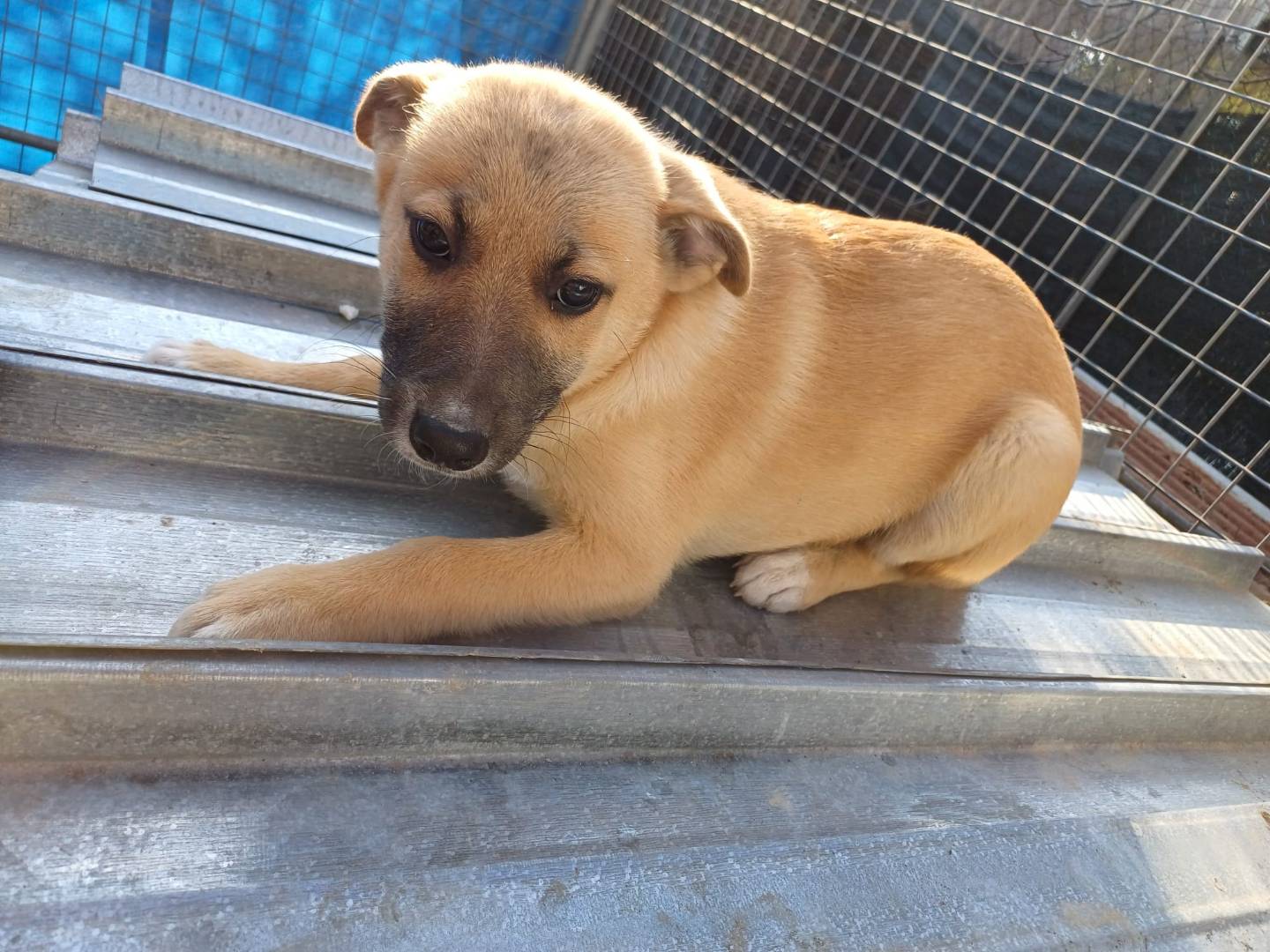 Adotta il cane Zed a Salerno