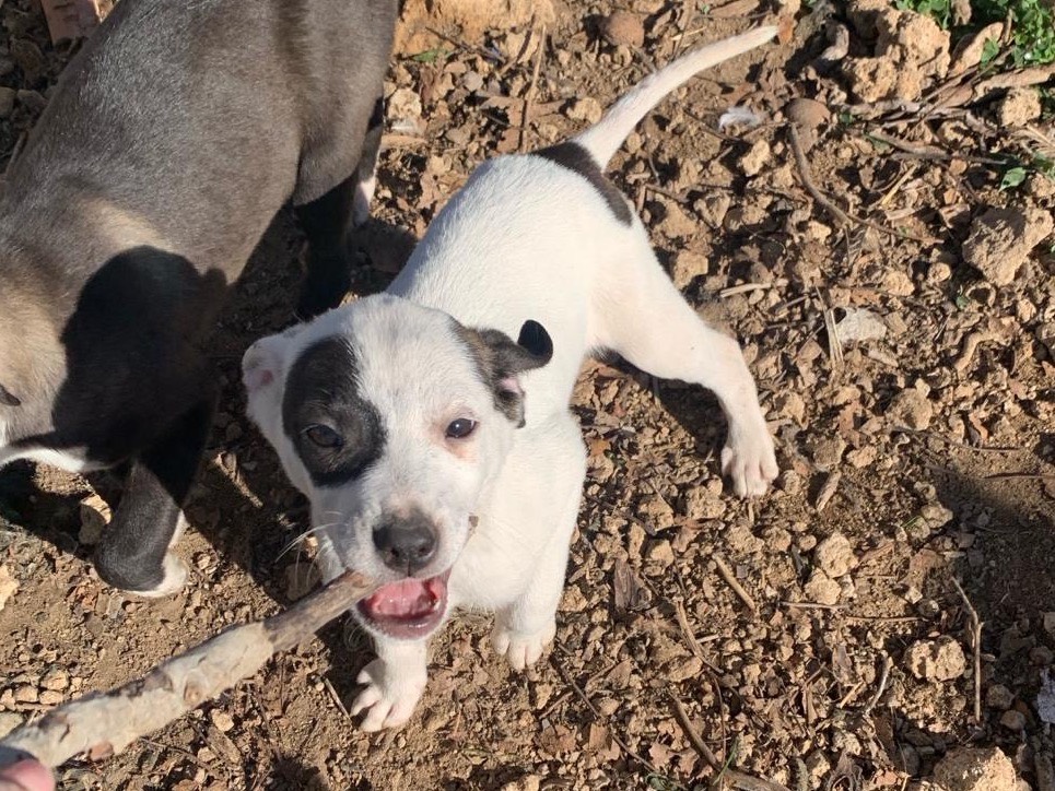 Adozione cane, maschio, meticcio, 1 anno e 10 mesi, taglia media contenuta, Siracusa