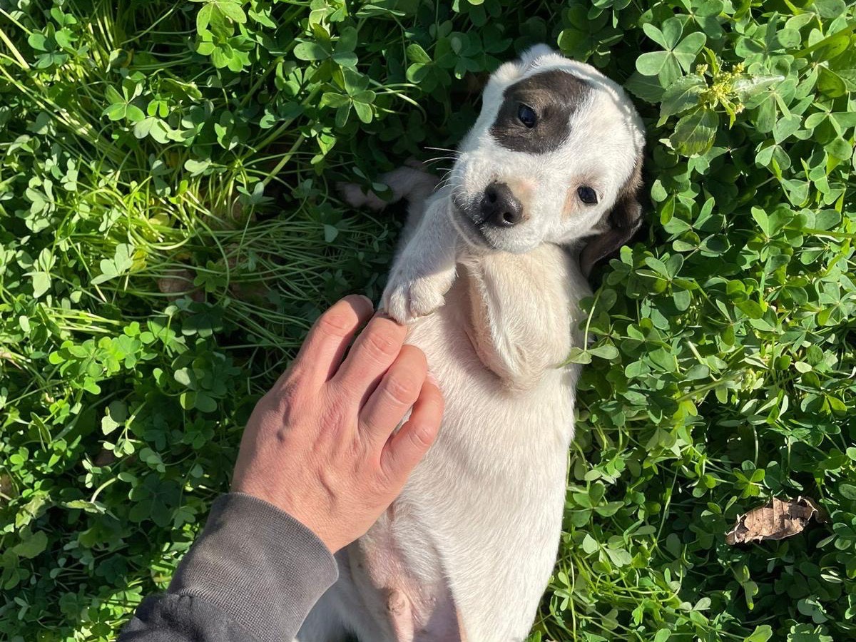 Adotta un cane, taglia media contenuta, maschio, Siracusa