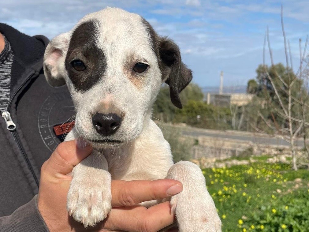 Vuoi adottare un cane a Siracusa?