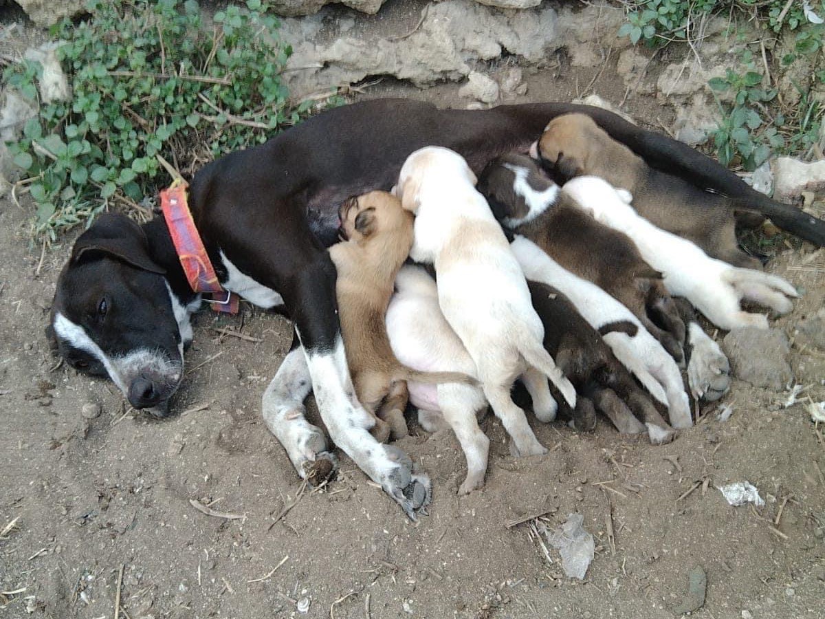 Adotta il cane Will a Siracusa
