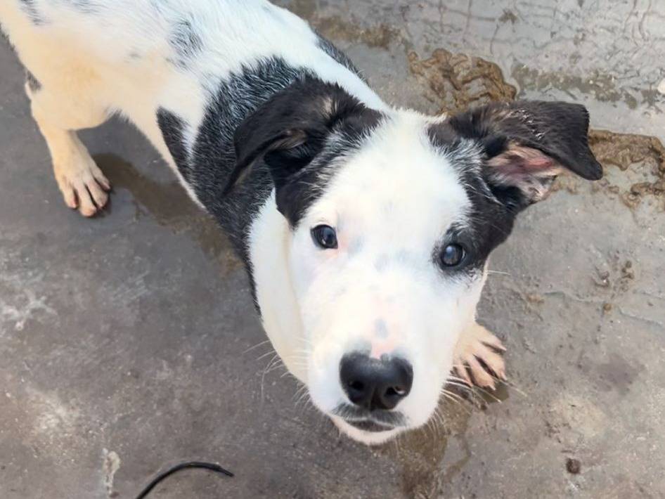 Adotta un cane, femmina, 1 anno e 7 mesi , Caserta