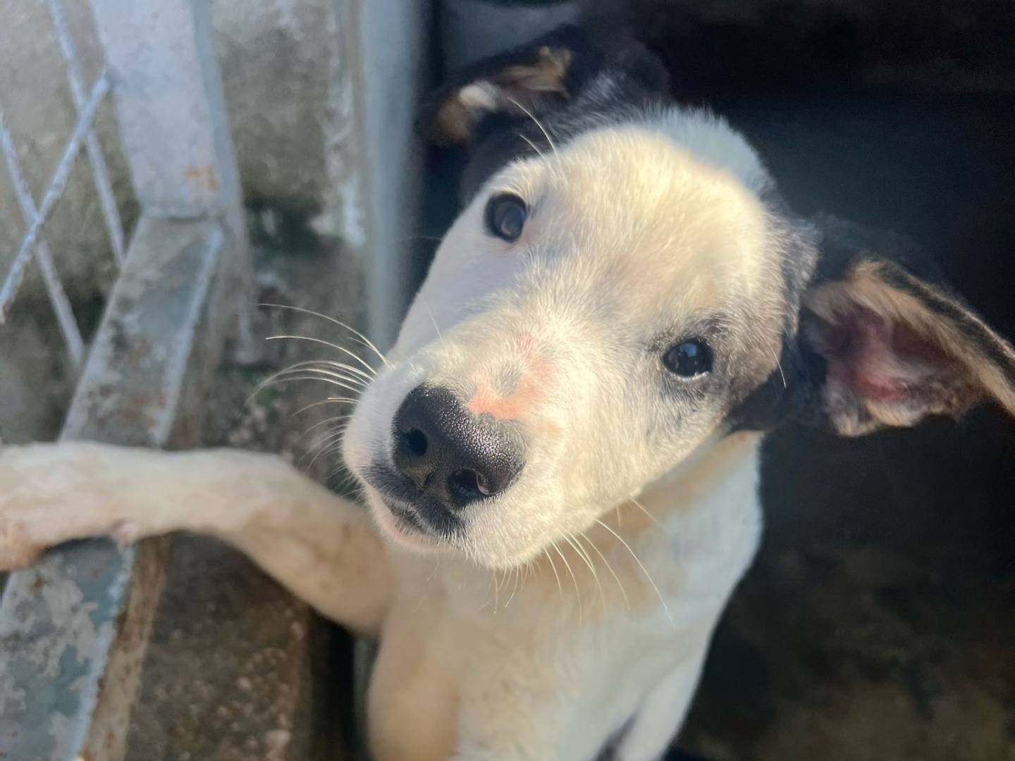 Adotta un cane, taglia media, femmina, Caserta