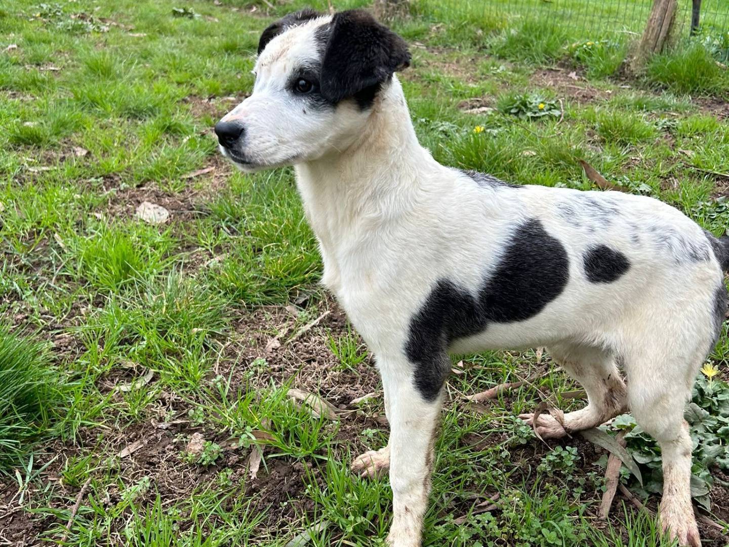 Vuoi adottare un cane a Caserta?