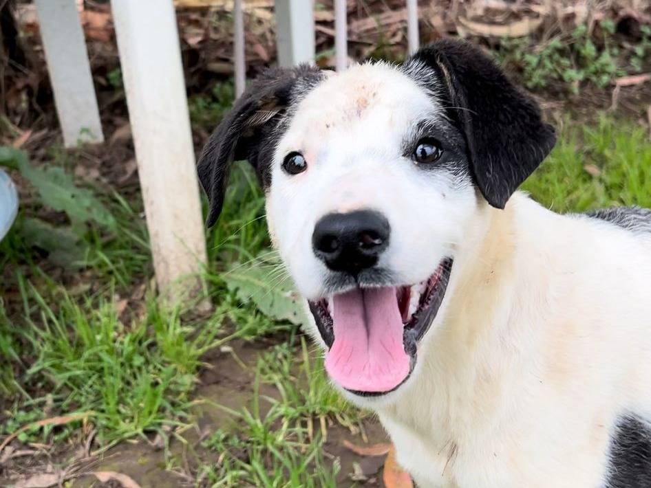 Adotta il cane MARTA a Caserta