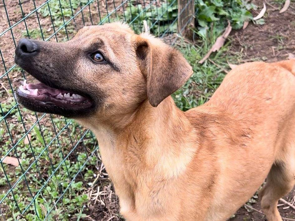 Adotta un cane, maschio, 1 anno e 7 mesi , Caserta