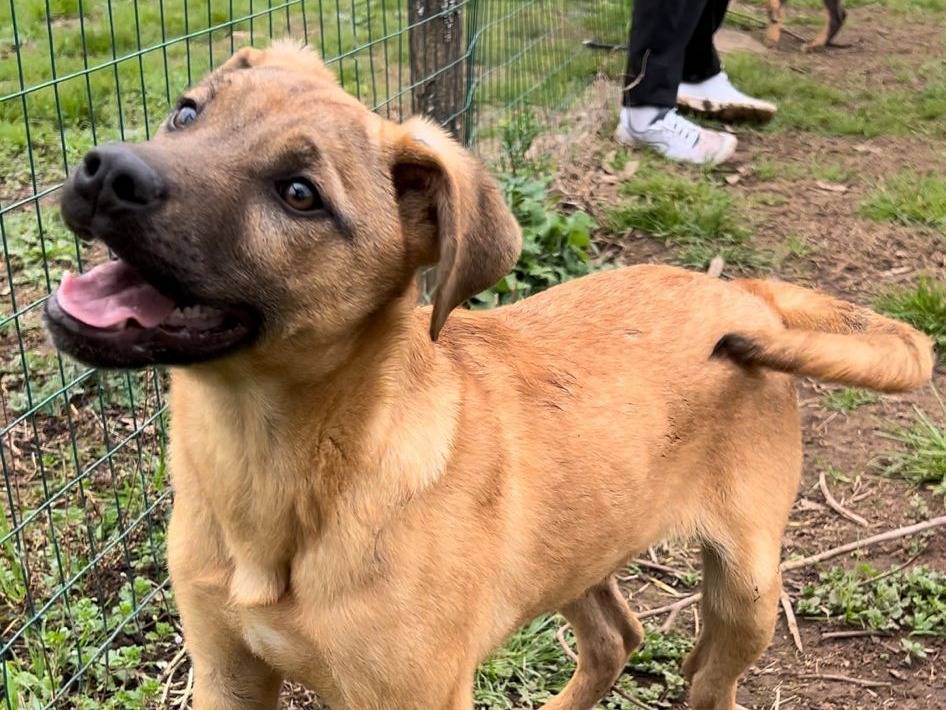 Adotta un cane, taglia media, maschio, Caserta