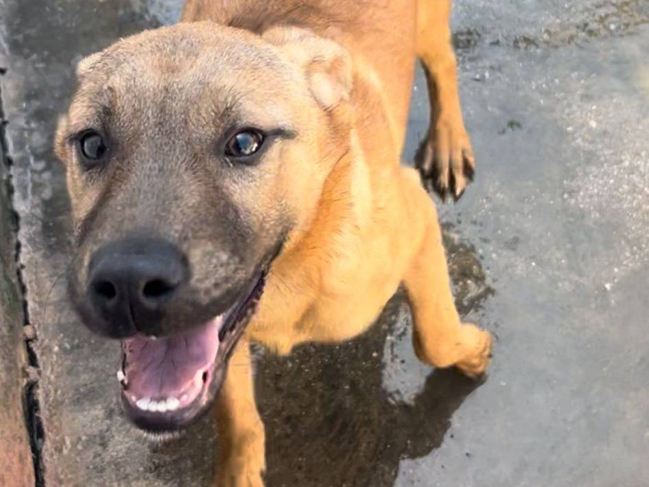Vuoi adottare un cane a Caserta?