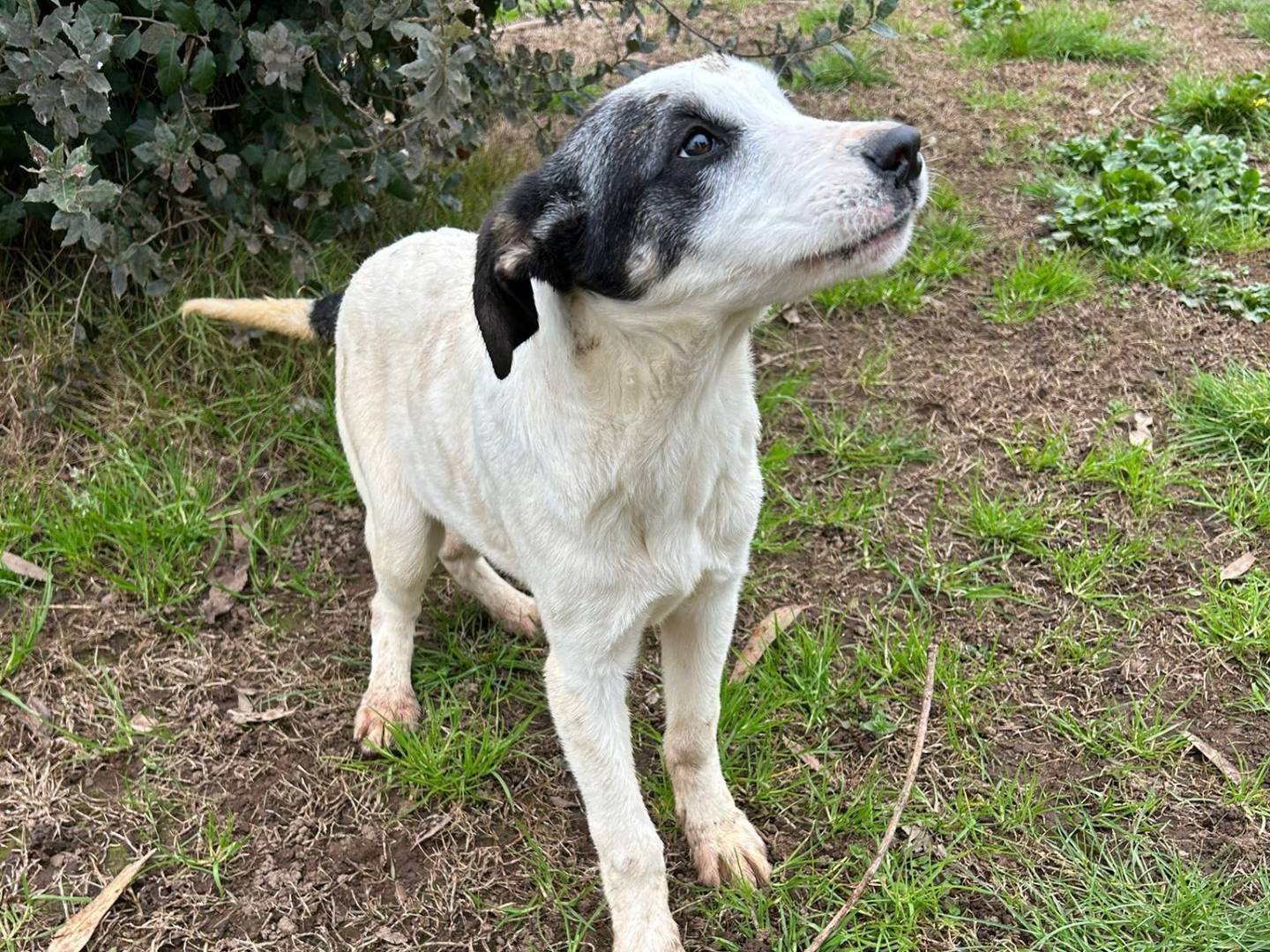 Adotta un cane, femmina, 1 anno e 7 mesi , Caserta