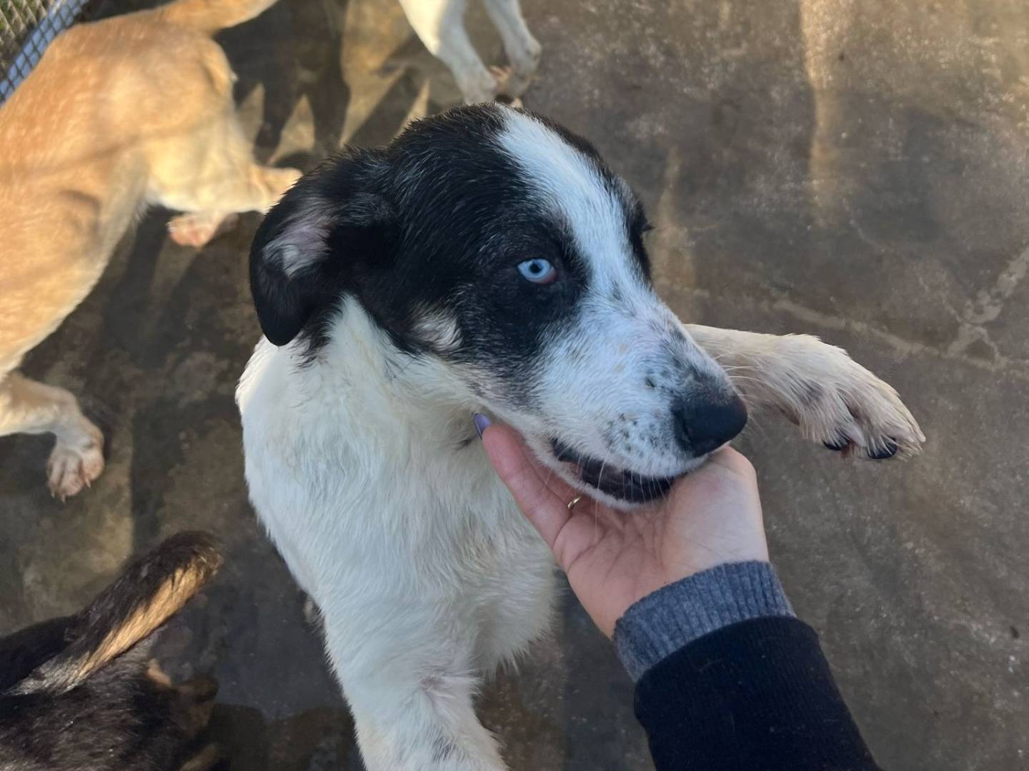 Adotta un cane, femmina, 1 anno e 7 mesi , Caserta
