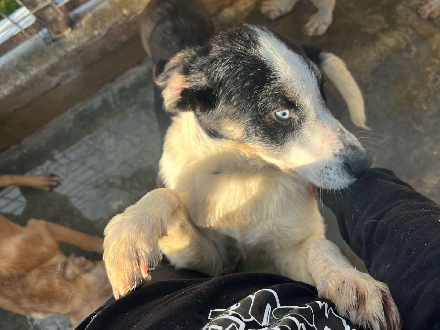 Adotta un cane, taglia media, femmina, Caserta