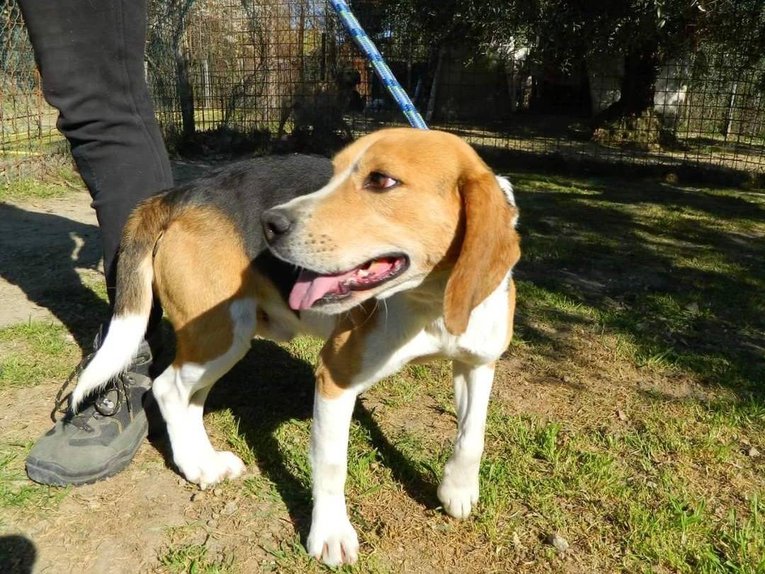 Adotta un cane, maschio, 6 anni  e 6 mesi , Viterbo