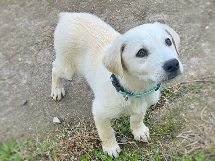 Adozione cane, maschio, meticcio, 2 anni, taglia grande, Crotone