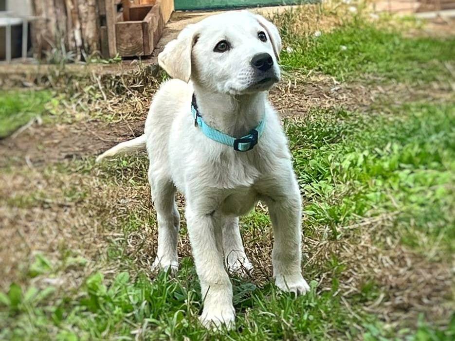 Adotta un cane, maschio, 2 anni, Crotone