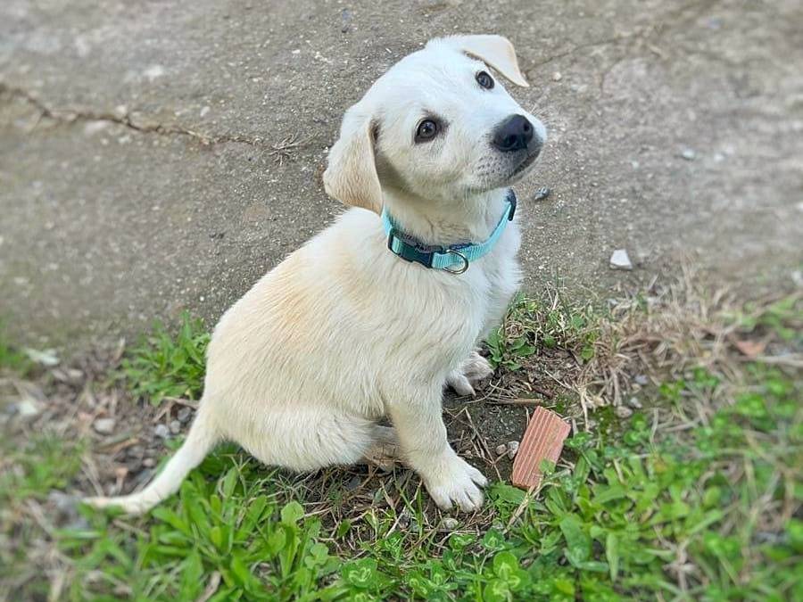 Adotta un cane, taglia grande, maschio, Crotone