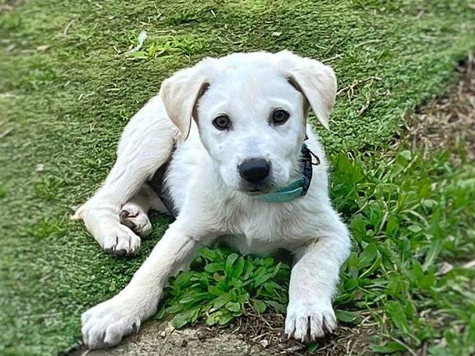 Vuoi adottare un cane a Crotone?