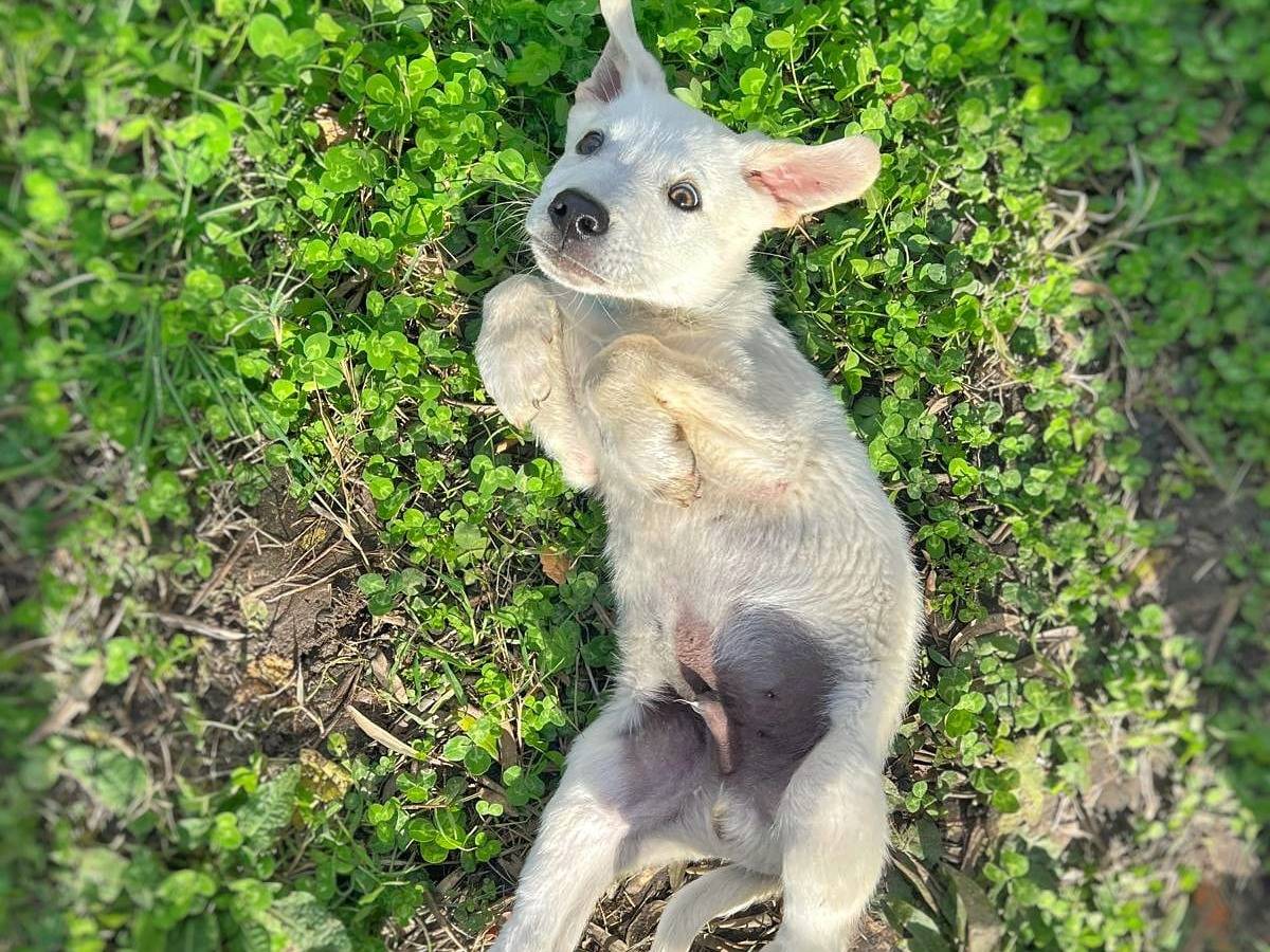 Adotta il cane CHROME  a Crotone