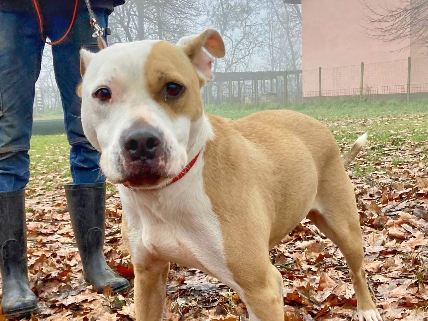 Adozione cane, maschio, meticcio, 6 anni e 9 mesi, taglia media, Pavia