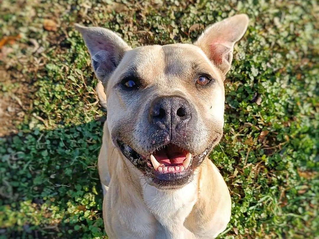 Adotta il cane MAKO  a Pavia