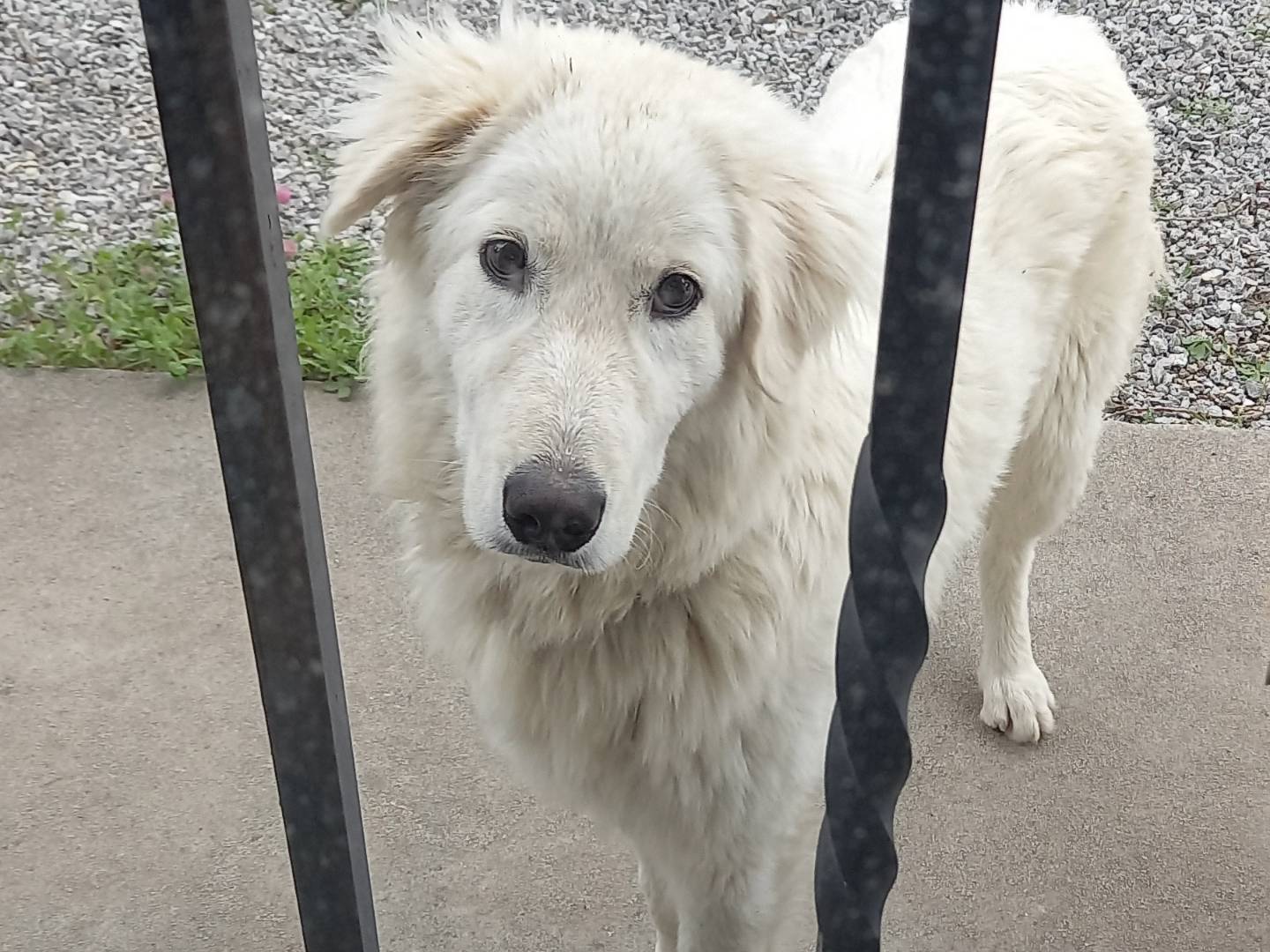 Foto dell'animale