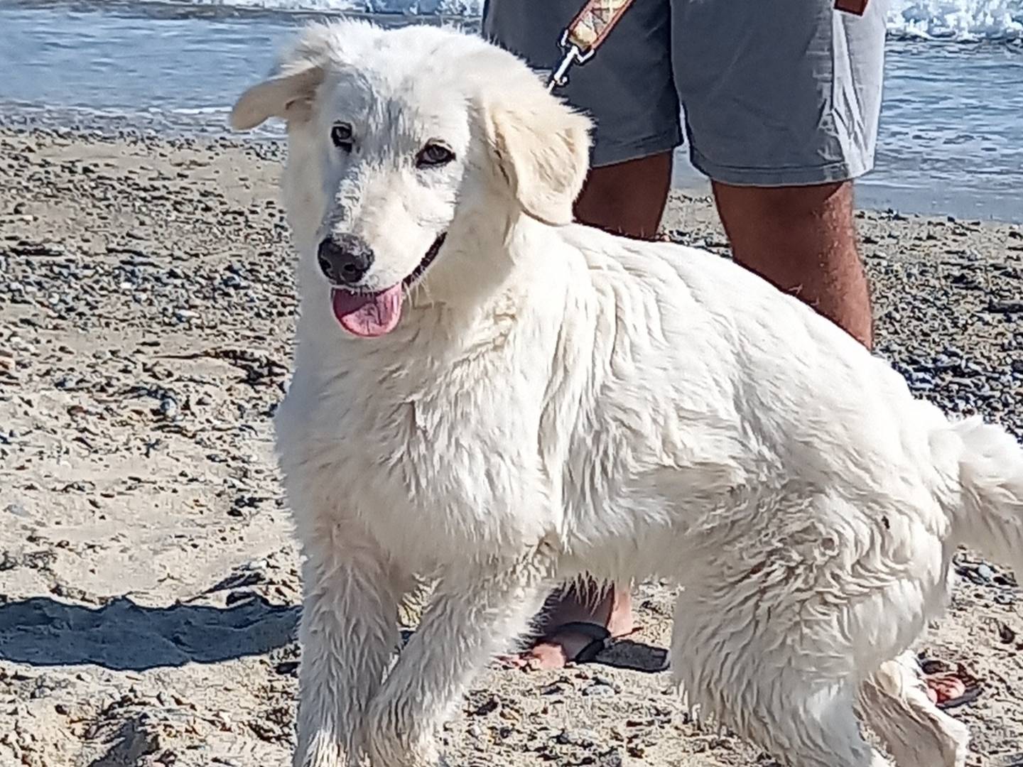Adotta un cane, femmina, 4 anni  e 1 mese, Catanzaro
