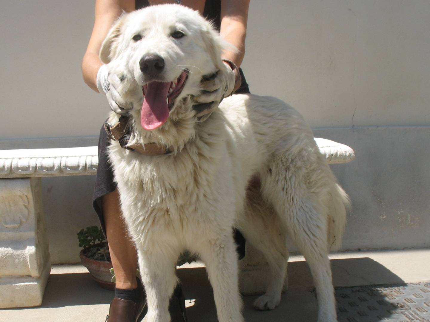 Adotta un cane, taglia media, femmina, Catanzaro