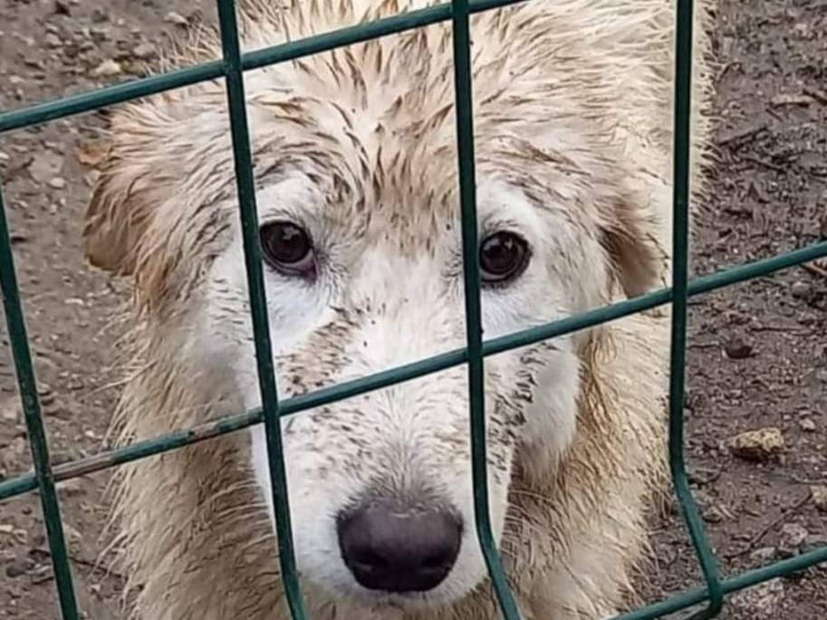 Vuoi adottare un cane a Catanzaro?