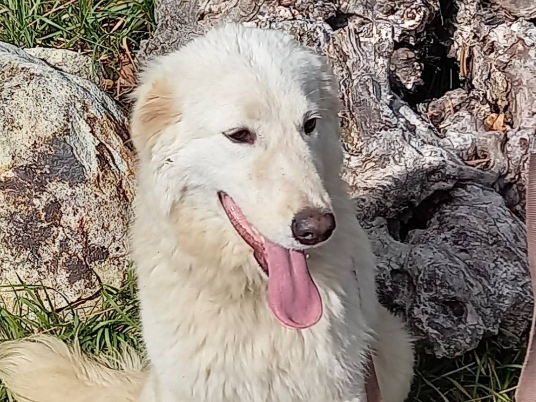 Adotta il cane Serenella a Catanzaro