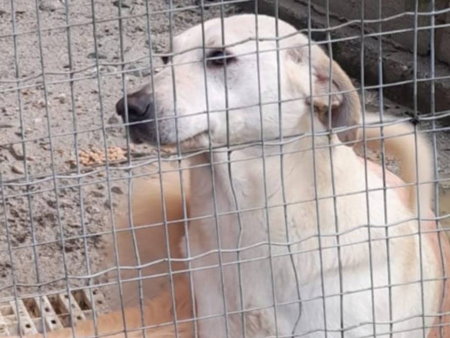 Foto dell'animale