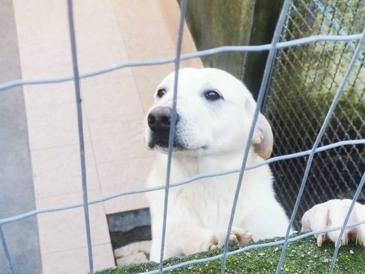 Adotta un cane, maschio, 5 anni  e 1 mese, Catanzaro