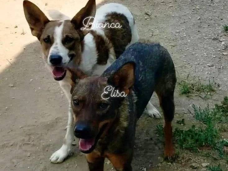 Foto dell'animale