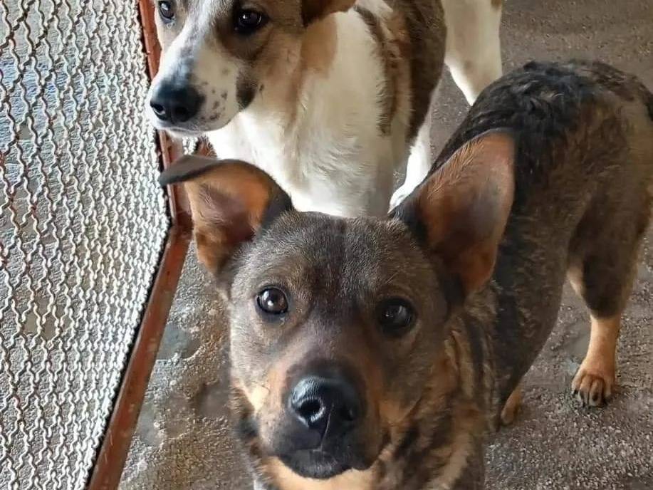 Adotta un cane, femmina, 3 anni  e 2 mesi , Caserta