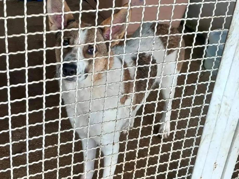 Adotta un cane, taglia media, femmina, Caserta