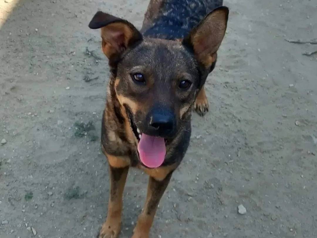 Vuoi adottare un cane a Caserta?