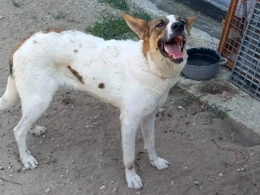 Adotta il cane Bianca e Elisa a Caserta