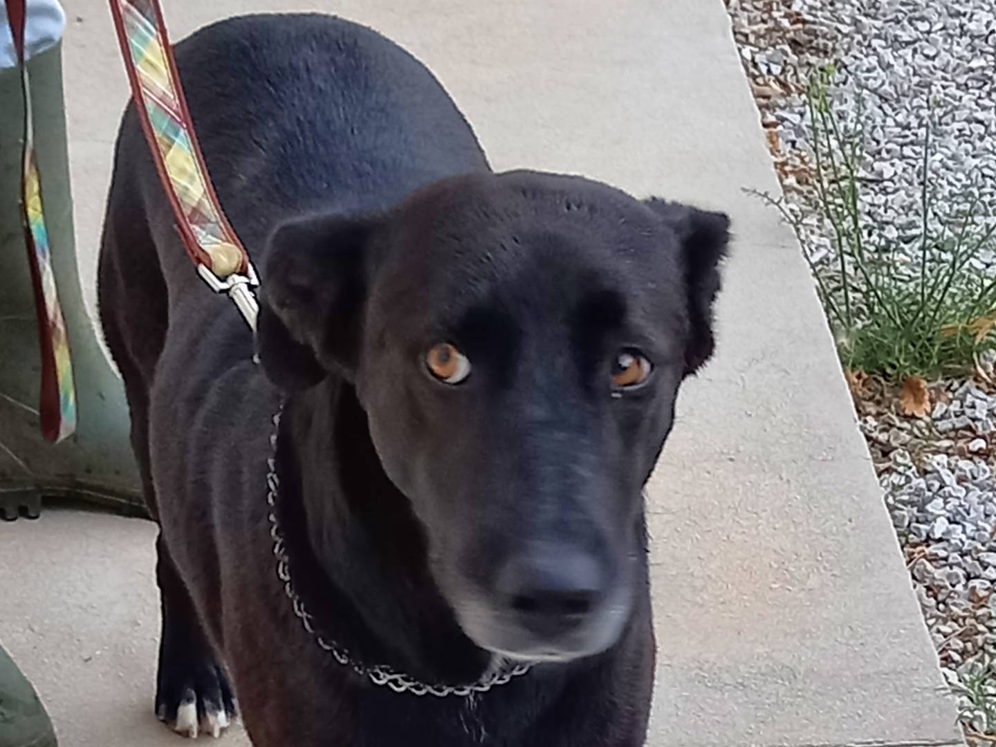Adotta un cane, femmina, 7 anni  e 1 mese, Catanzaro