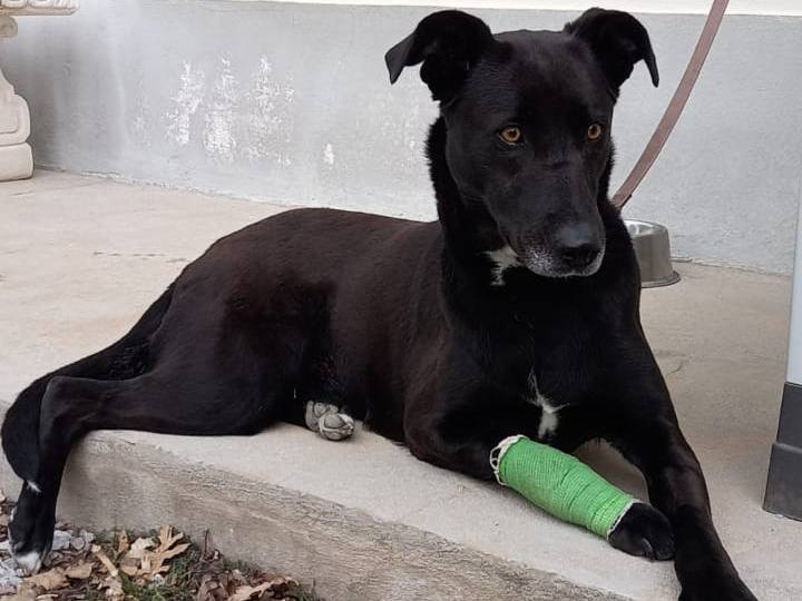 Adotta un cane, taglia grande, femmina, Catanzaro