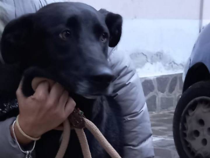 Vuoi adottare un cane a Catanzaro?