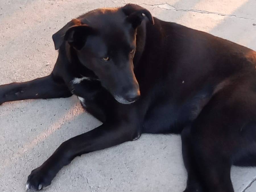 Adotta il cane ELSA a Catanzaro