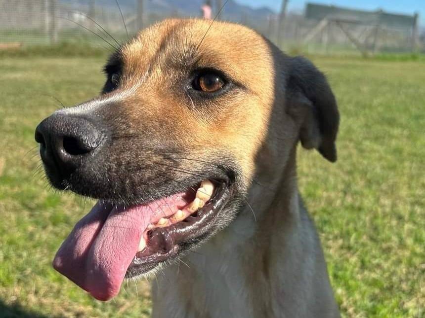 Foto dell'animale
