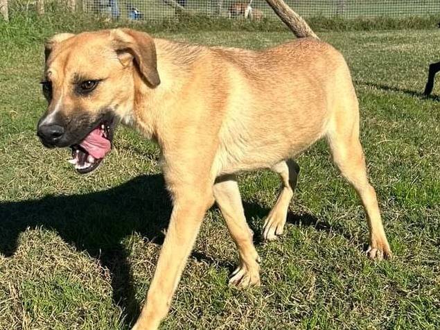 Adotta un cane, femmina, 2 anni  e 2 mesi , Latina