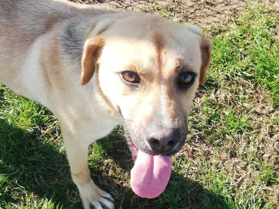 Adotta un cane, taglia media, femmina, Latina