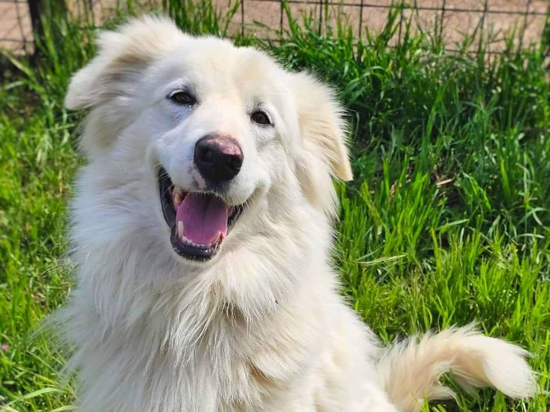 Adozione cane, maschio, meticcio, 5 anni e 1 mese, taglia grande, Pavia