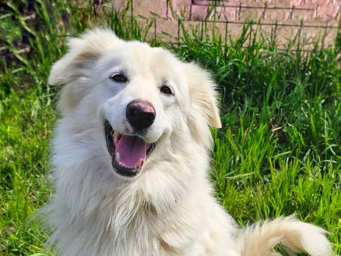 Adotta un cane, taglia grande, maschio, Pavia